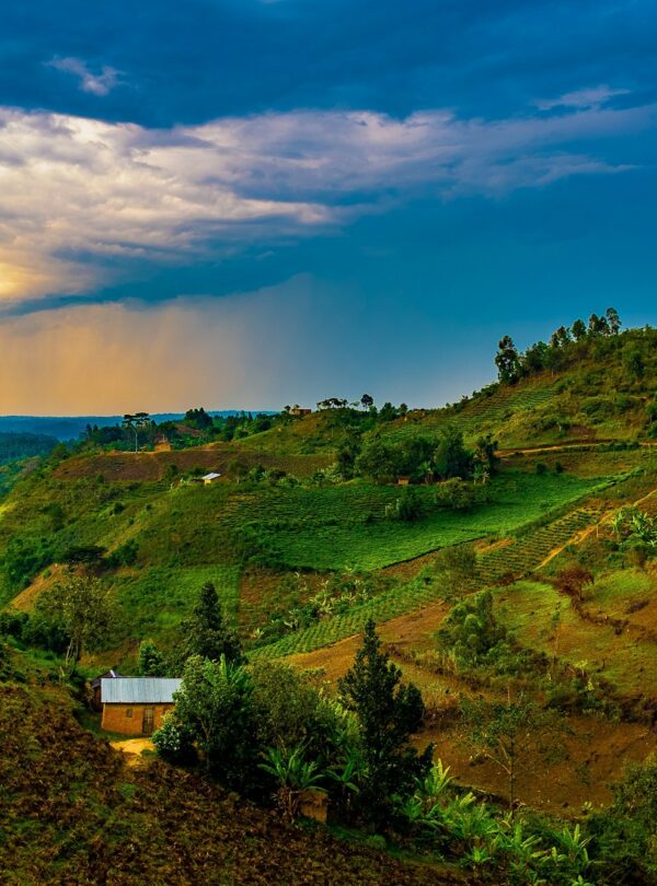 Rolling hills of Rwanda and Uganda