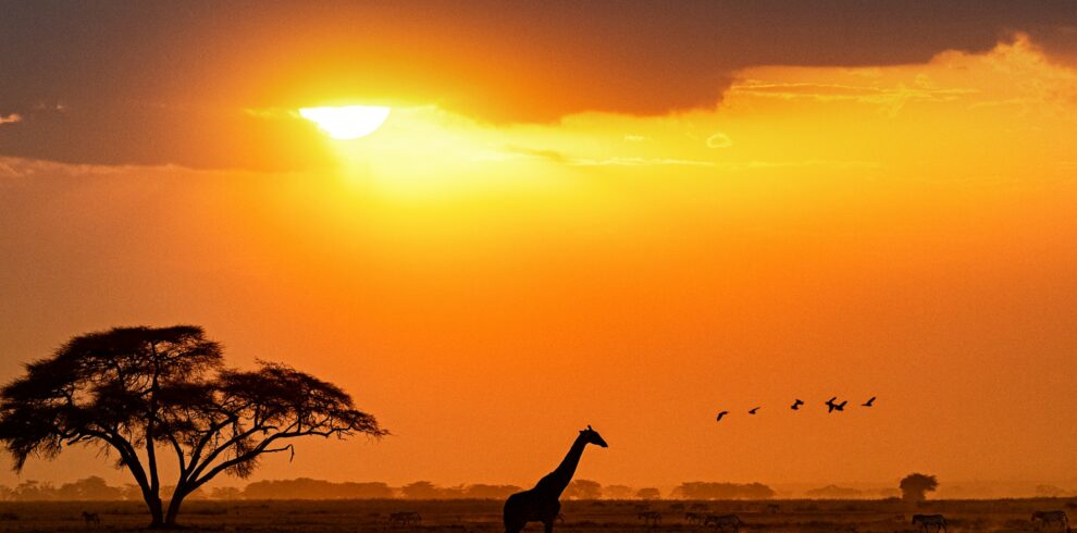 Silhouette of Giraffe Walking in Kenya Africa